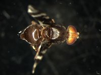 藏品(果實蠅)的圖片